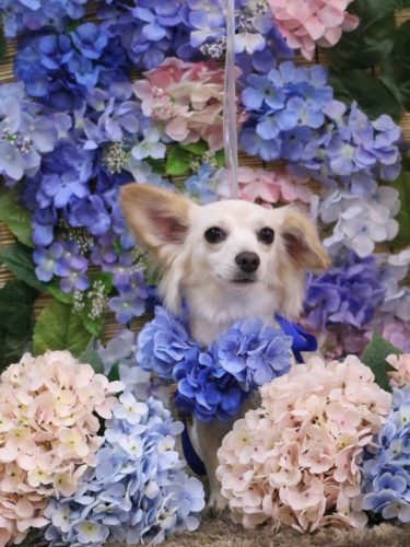 20250619めるちゃん